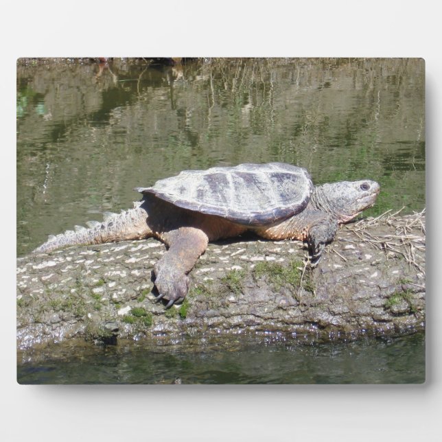 Plaque Photo Tortue (Devant)