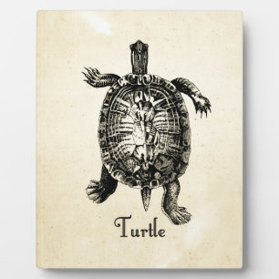 Plaque Photo TORTUE vintage