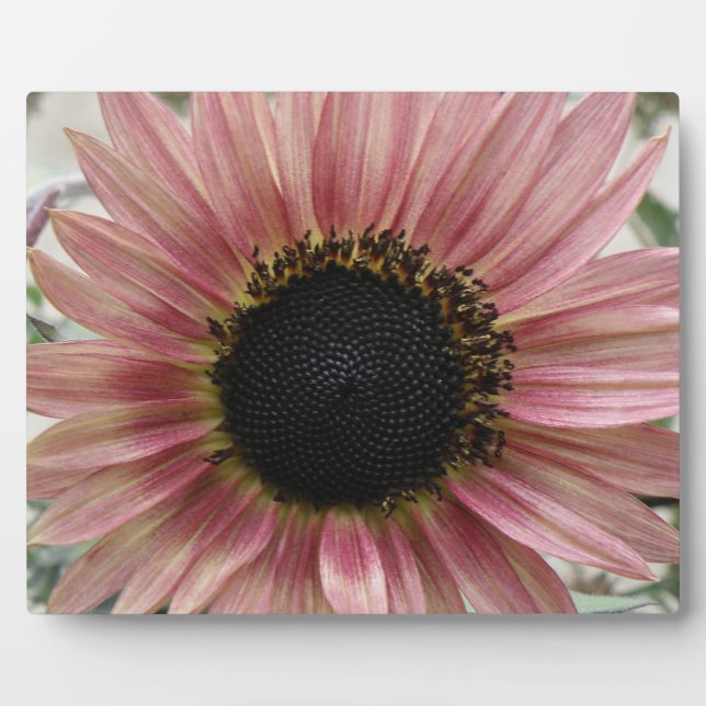 Plaque Photo Tournesol rose pâle (Devant)