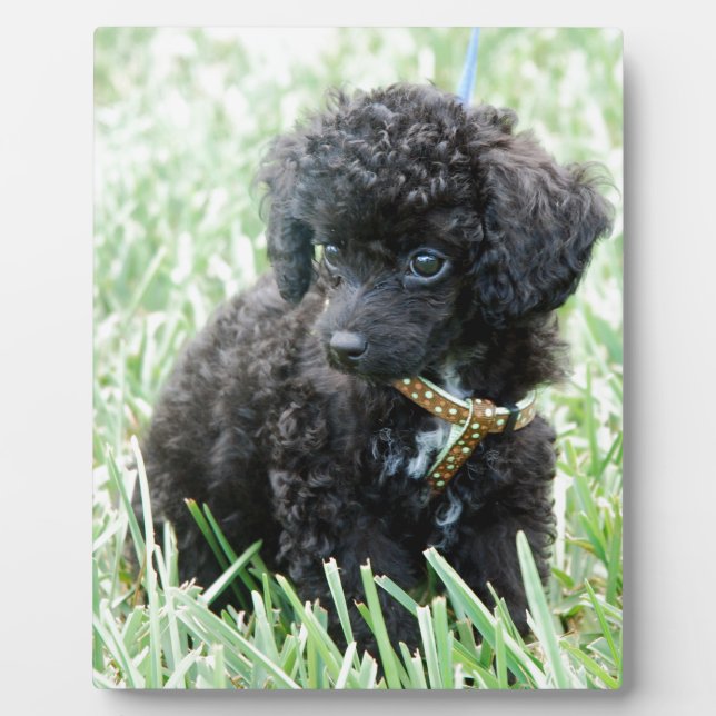 Plaque Photo Toy Poodle Puppy (Devant)