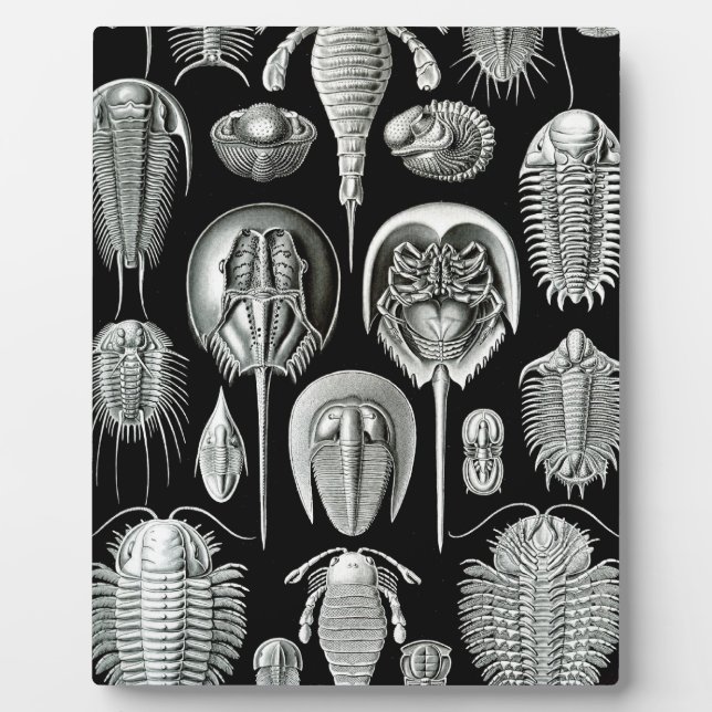 Plaque Photo Trilobites et fossiles en noir et blanc (Devant)