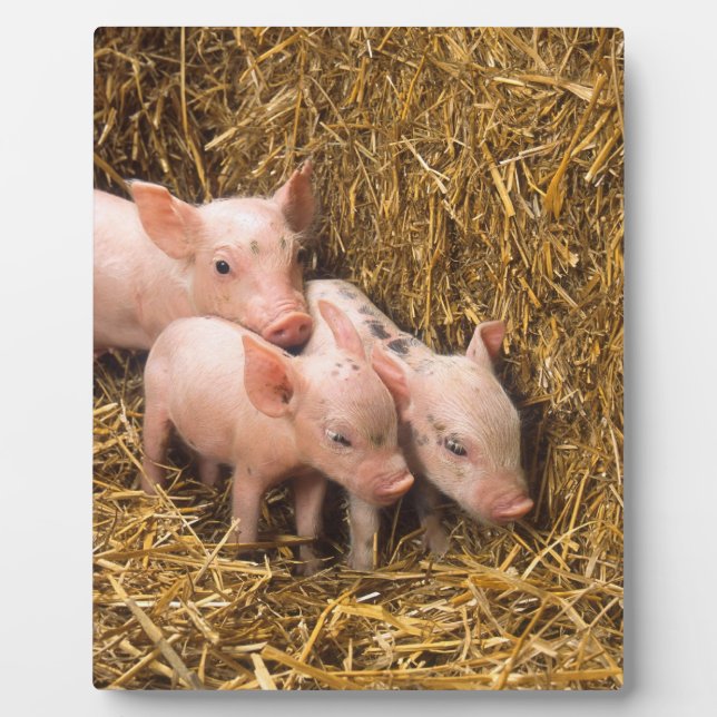 Plaque Photo Trois petits cochons (Devant)