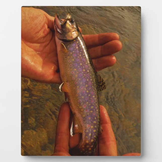 Plaque Photo Trout à Hands (Devant)