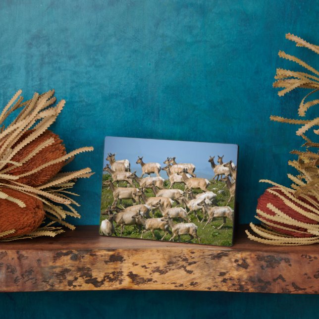 Plaque Photo Tule Elk| Point Reyes National Seashore, CA (Côté)
