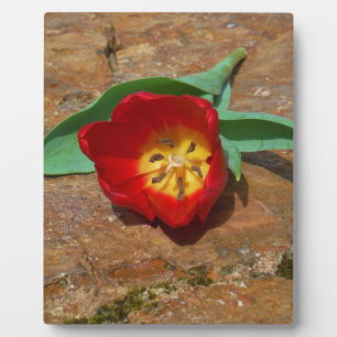 Plaque Photo Tulipe rouge du printemps