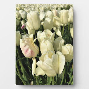 Plaque Photo Tulips blanches, Oregon