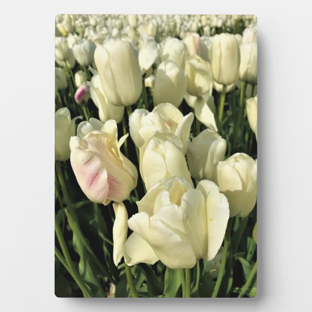 Plaque Photo Tulips blanches, Oregon (Devant)