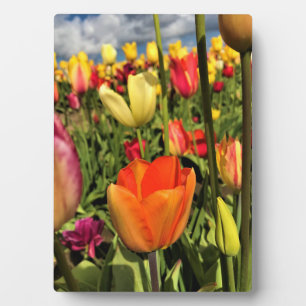 Plaque Photo Tulips du Colorful