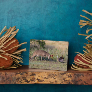 Plaque Photo Turquie sauvage aux cerfs de Virginie