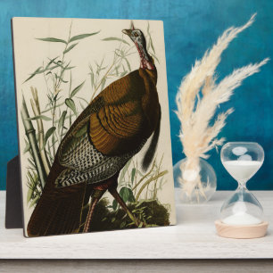 Plaque Photo Turquie sauvage (mâle) des oiseaux d'Amérique d'Au