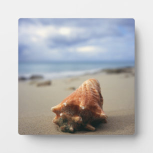 Plaque Photo Un Coquillages Sur La Plage Ste-Croix, Usvi