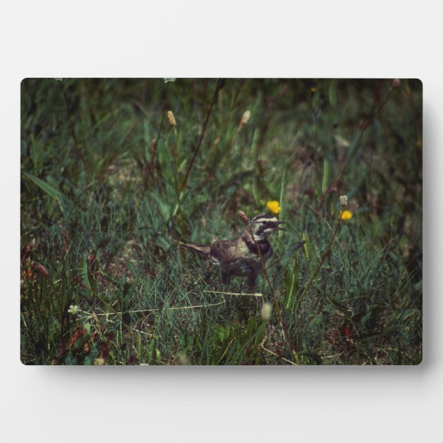 Plaque Photo Une écorce à cornes (Devant)