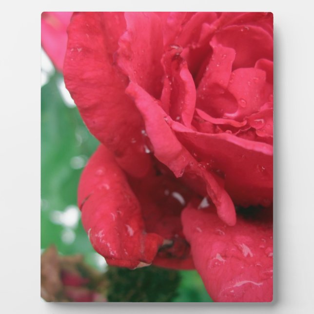 Plaque Photo Une rose rouge (Devant)