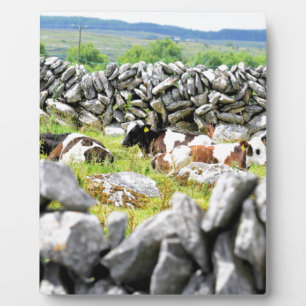 Plaque Photo Vaches Moo
