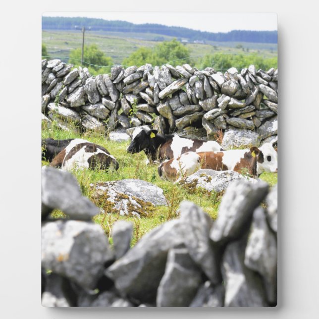 Plaque Photo Vaches Moo (Devant)