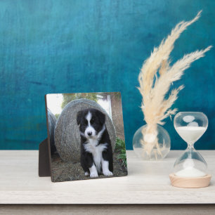 Plaque Photo Vie à la ferme pour chiots Border Collie,
