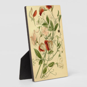 Plaque Photo Vintage Floral Art pois doux Lathyrus Odoratus