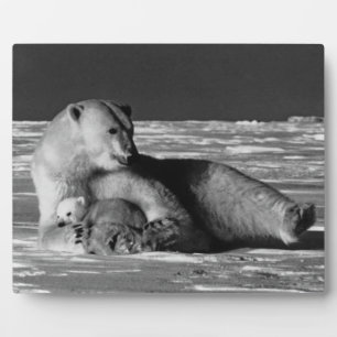Plaque Photo Vintage USA Alaska mère ours polaire 1970