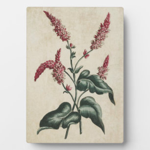 Plaque Photo Vintage végétal Persicaria