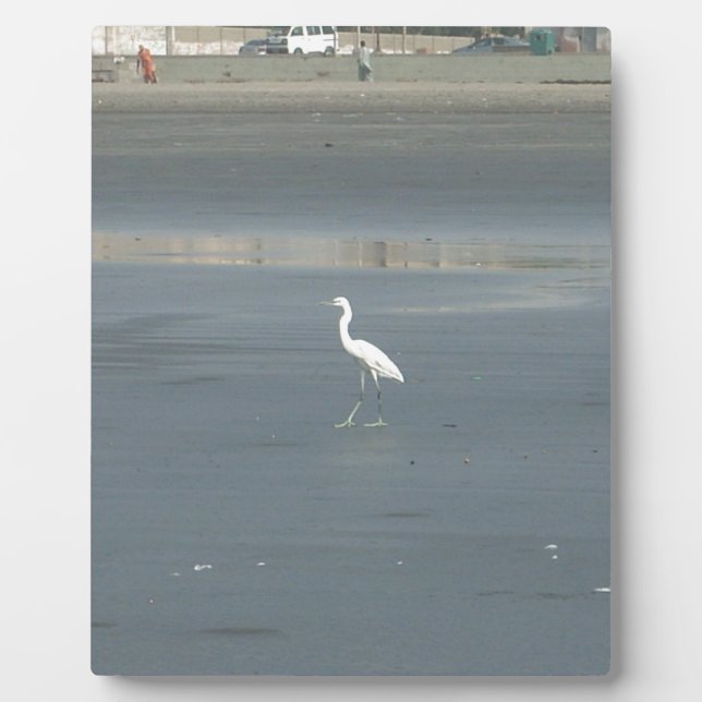 Plaque Photo White Bird on Grey Sand Beach Art Imprimer (Devant)