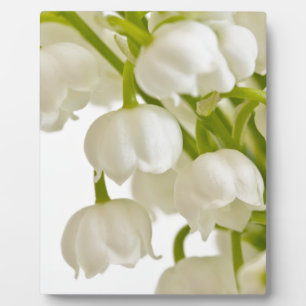 Plaque Photo White Lilies