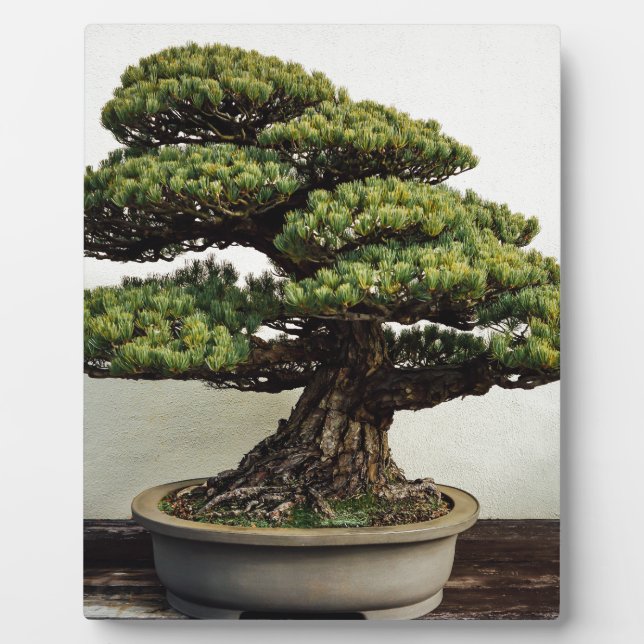 Plaque Photo White Pine Bonsai Tree (Devant)