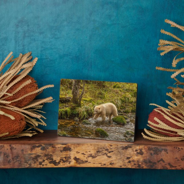 Plaque Photo White Spirit Bear Chasse pour poisson sur Riordan  (Côté)
