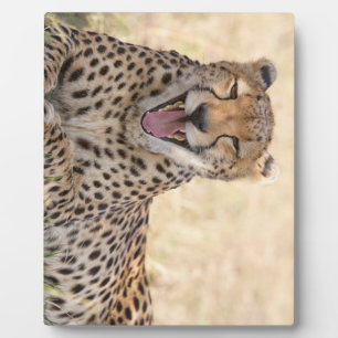Plaque Photo Yawning Cheetah