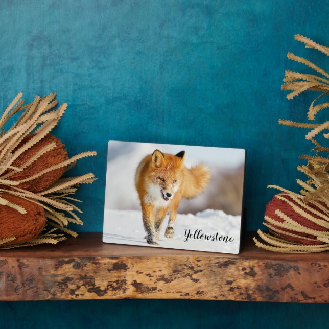 Plaque photo-Yellowstone Red Fox Plaque (Côté)