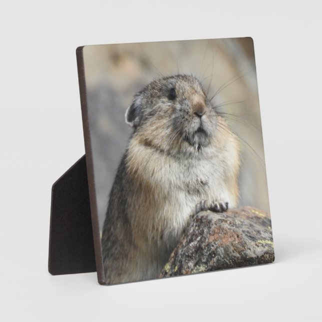 Plaque Pika Desktop (Recto)