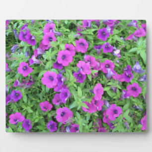 Plaque violette de Petunias