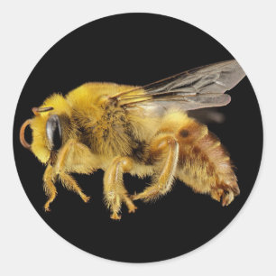 Plasterer Bee Yellow Buzzing Wings Classic Round Sticker