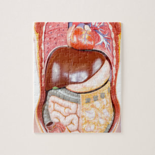 Plastic human torso model with organs on white jigsaw puzzle