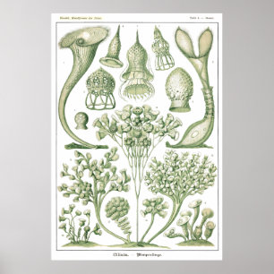 Plate 03 Ciliata. Poster