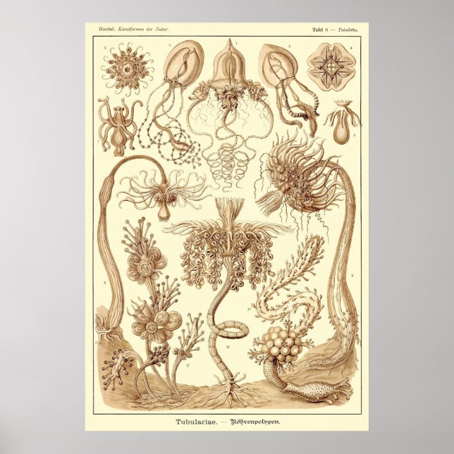 Plate 06 Tubulariae Poster (Front)