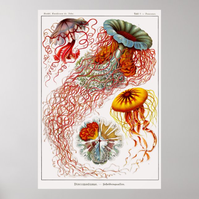 Plate 08 Discomedusae Poster (Front)