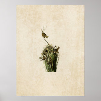 Plate 100 | Marsh Wren | Birds of America Poster