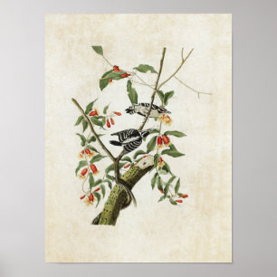 Plate 112 Downy Woodpecker Birds of America Poster