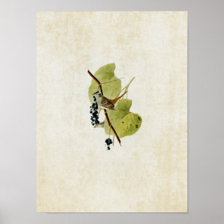 Plate 114 | White-Crowned Sparrow Poster