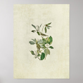 Plate 118 | Warbling Flycatcher | Birds of America Poster