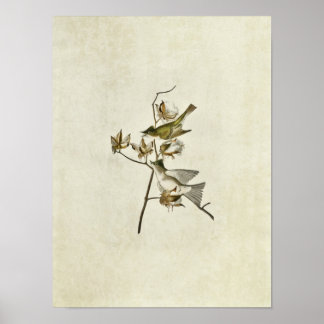 Plate 120 | Pewit Flycatcher | Birds of America Poster