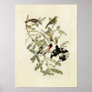 Plate 127   Rose-Breasted Grosbeak Poster