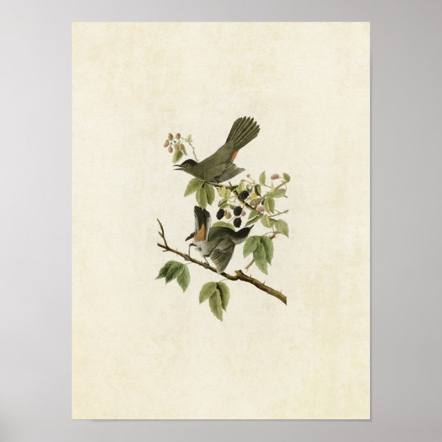 Plate 128 | Catbird | Birds of America Poster (Front)