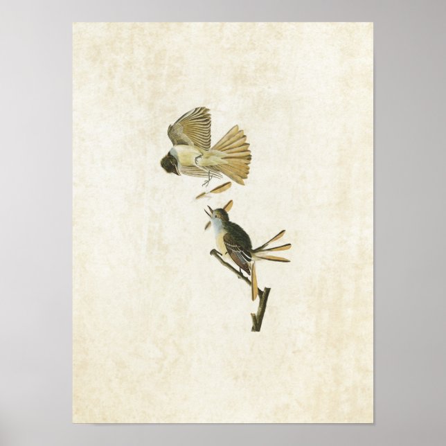 Plate 129 | Great Crested Flycatcher Poster (Front)