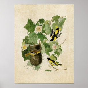 Plate 12 Baltimore Oriole Birds of America Poster