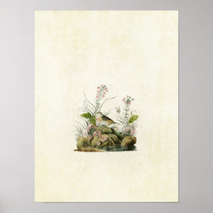 Plate 130 Yellow-Winged Sparrow Poster