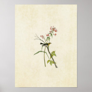 Plate 135   Blackburnian Warbler Poster