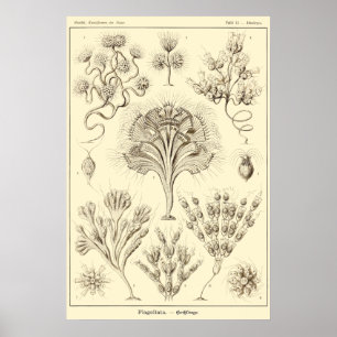 Plate 13 Flagellata Poster