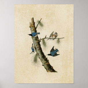 Plate 152 White-Breasted Black-Capped Nuthatch Poster