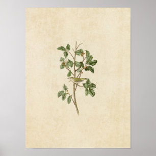 Plate 154   Tennessee Warbler   Birds of America Poster